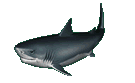 another shark